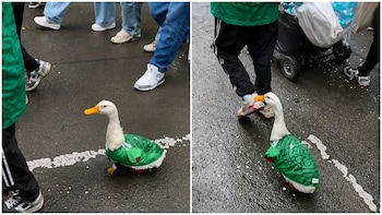 Watch: Merlin The Duck Goes Viral At FIFA World Cup 2026, Wins Hearts In Mexico