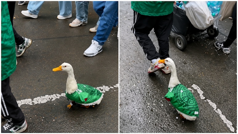 Watch: Merlin The Duck Goes Viral At FIFA World Cup 2026, Wins Hearts In Mexico