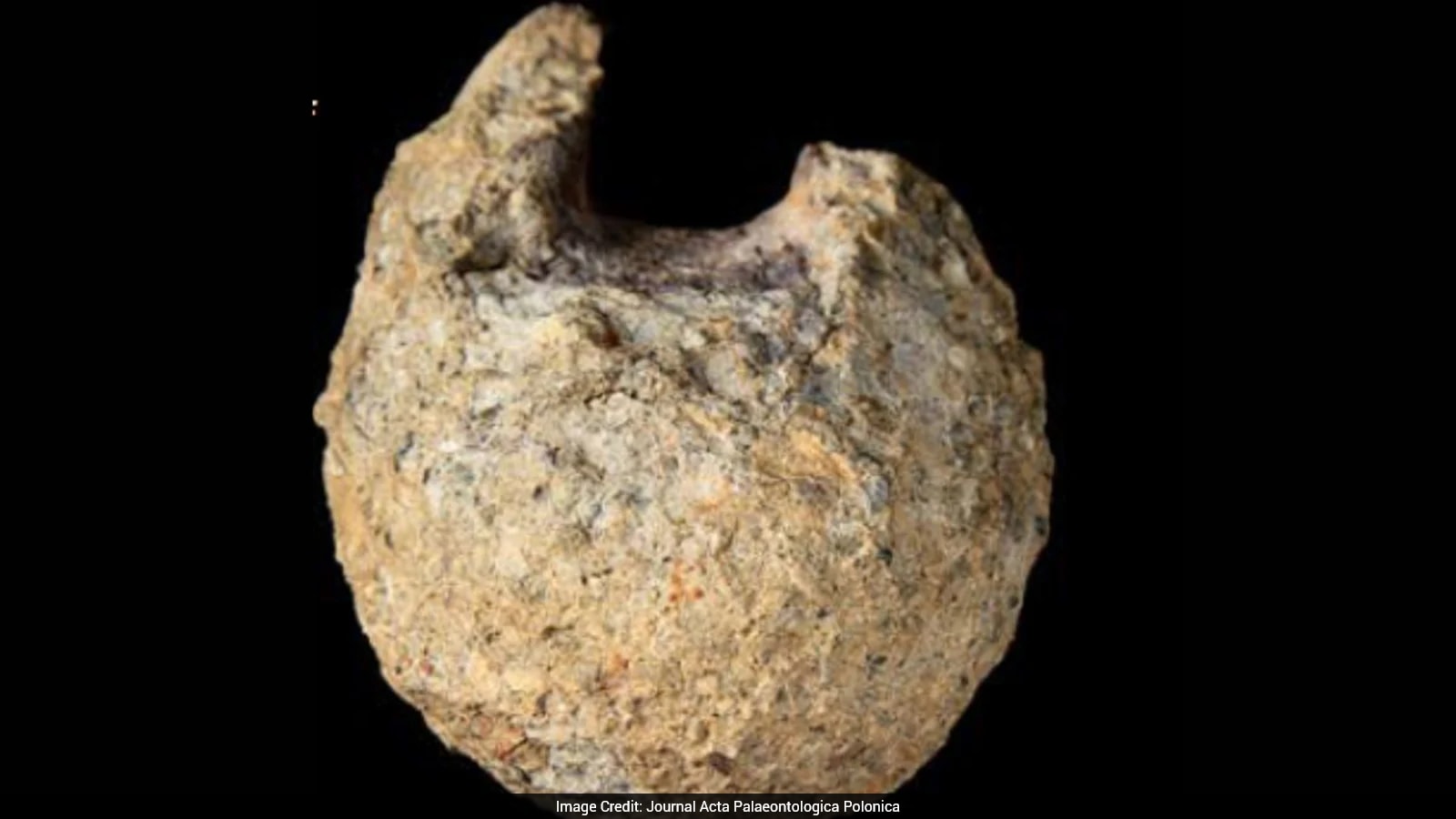 Fossil Found In Antarctica Kept In A Drawer For Decades Turns Out To Be Dinosaur Bone