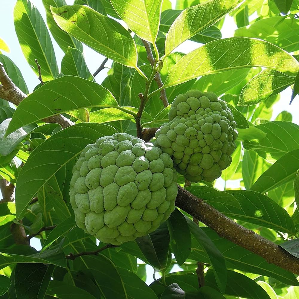 Seoni Jumbo Custard Apple GI Tag: सीताफल Seoni Jumbo Custard Apple GI Tag: सीताफल