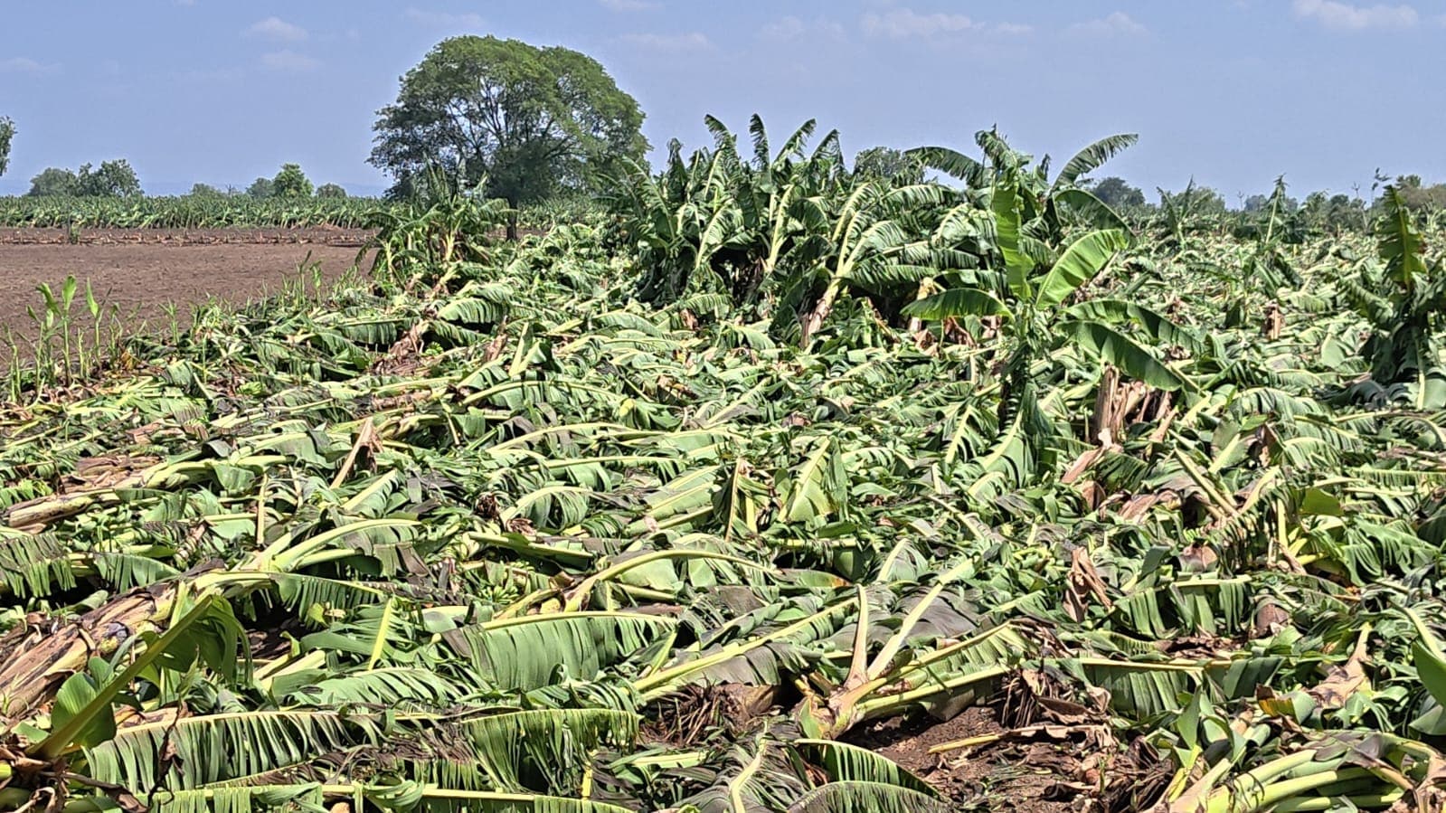 Burhanpur Banana Crop Loss: करोड़ों का नुकसान Burhanpur Banana Crop Loss: करोड़ों का नुकसान