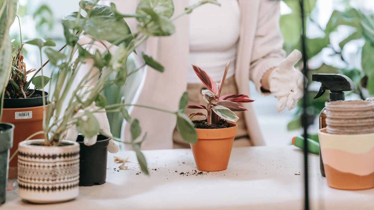 Indoor plants to grab on National Doctors Day 2026 from Shopsy GOAT Sale Early Deals