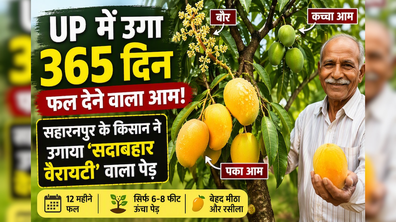 UP में 365 दिन फल देने वाला आम! सहारनपुर के किसान की ‘सदाबहार वैरायटी’ ने किया कमाल