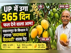 UP में 365 दिन फल देने वाला आम! सहारनपुर के किसान की 'सदाबहार वैरायटी' ने किया कमाल