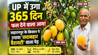 UP में 365 दिन फल देने वाला आम! सहारनपुर के किसान की 'सदाबहार वैरायटी' ने किया कमाल