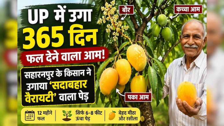 UP में 365 दिन फल देने वाला आम! सहारनपुर के किसान की &lsquo;सदाबहार वैरायटी&rsquo; ने किया कमाल