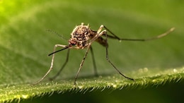 Gujarat Reports Significant Decline In Malaria Dengue And Chikungunya Cases In 2026