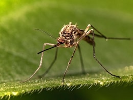 Health Officials Warn Of Early Surge In West Nile Virus Cases Across United States