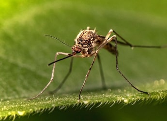 Gujarat Reports Significant Decline In Malaria Dengue And Chikungunya Cases In 2026