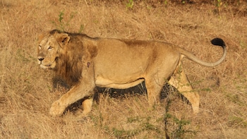 Human-Lion Conflict Intensifies In Gujarat, 30 Lions Captured In June