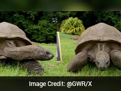 194-Year-Old Tortoise Becomes World's Oldest Known Land Animal