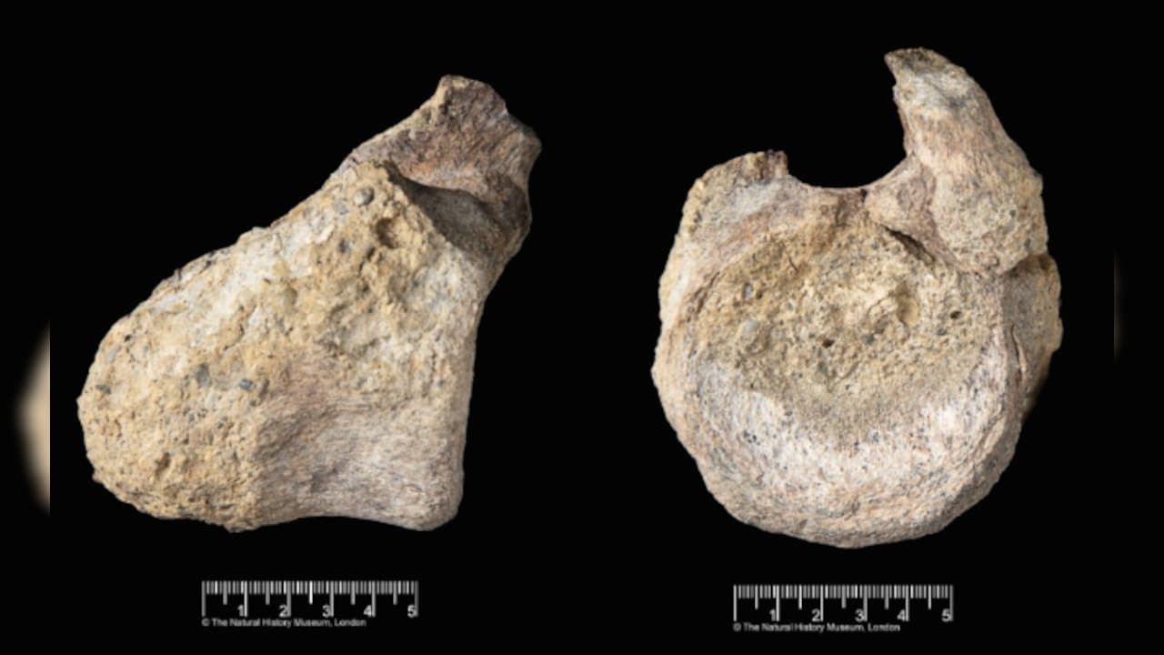 Rare Dinosaur Fossil Found In Museum Drawer Decades After 1985 Discovery