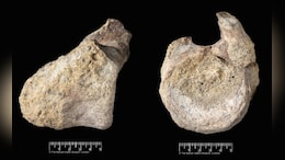 Rare Dinosaur Fossil Found In Museum Drawer Decades After 1985 Discovery