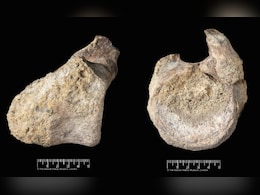 Rare Dinosaur Fossil Found In Museum Drawer Decades After 1985 Discovery