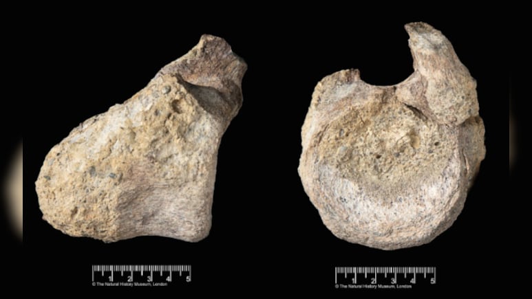 Rare Dinosaur Fossil Found In Museum Drawer Decades After 1985 Discovery