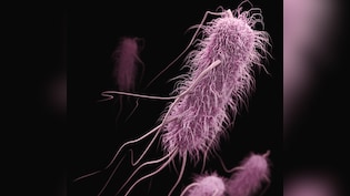 What Is Shigella? Kerala Reports 146 cases, Five Deaths In 6 Months &mdash; Symptoms, Precautions & Treatment