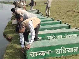 चंबल में बढ़ा घड़ियालों का कुनबा, देवरी केंद्र में 200 अंडों से बाहर आए 91 नन्हें शावक