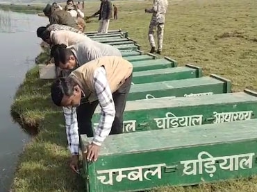 चंबल में बढ़ा घड़ियालों का कुनबा, देवरी केंद्र में 200 अंडों से बाहर आए 91 नन्हें शावक