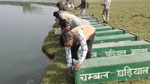 चंबल में बढ़ा घड़ियालों का कुनबा, देवरी केंद्र में 200 अंडों से बाहर आए 91 नन्हें शावक