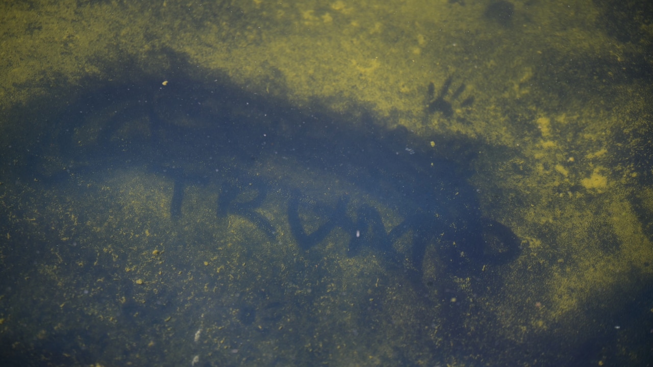 algae Reflecting Pool algae Reflecting Pool