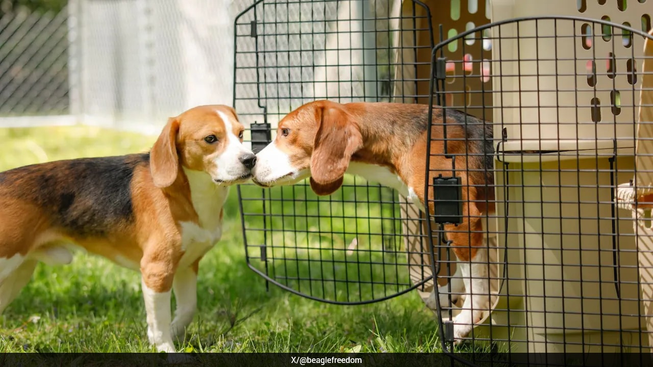 The Hypocrisy of the Beagle Rescue Industrial Complex
