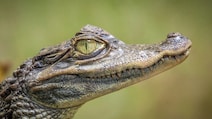 Florida Man Sues Airboat Company For Rs 47 Lakh After Alleged Alligator Bite