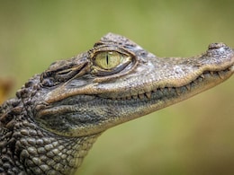 Florida Man Sues Airboat Company For Rs 47 Lakh After Alleged Alligator Bite