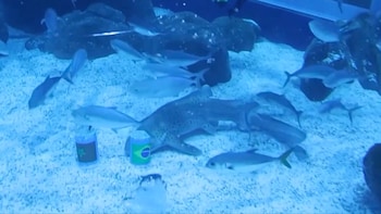 Who Is Ritinha? The Shark Predicting Brazil's Opening World Cup 2026 Match