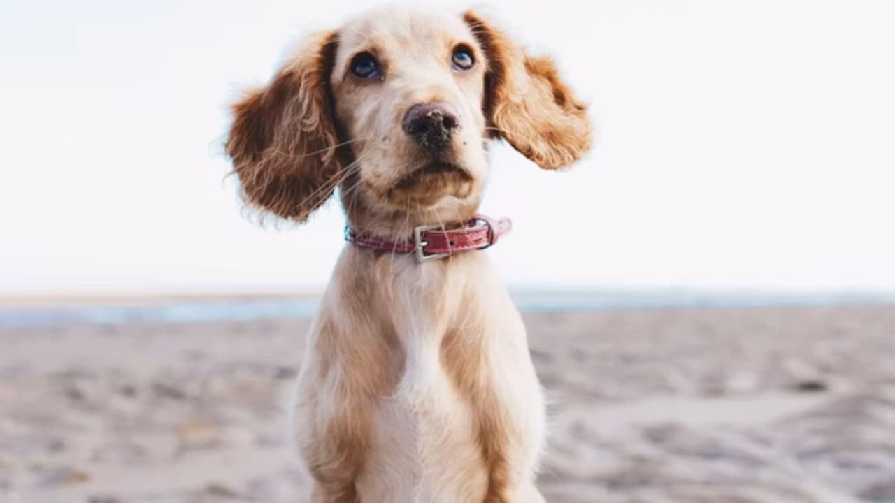 Samsung लाया Pets के लिए अनोखा AI डॉक्टर! पालतू जानवरों की फोटो देखकर बताएगा उनकी बीमारी
