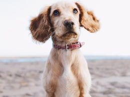 Samsung लाया Pets के लिए अनोखा AI डॉक्टर! पालतू जानवरों की फोटो देखकर बताएगा उनकी बीमारी