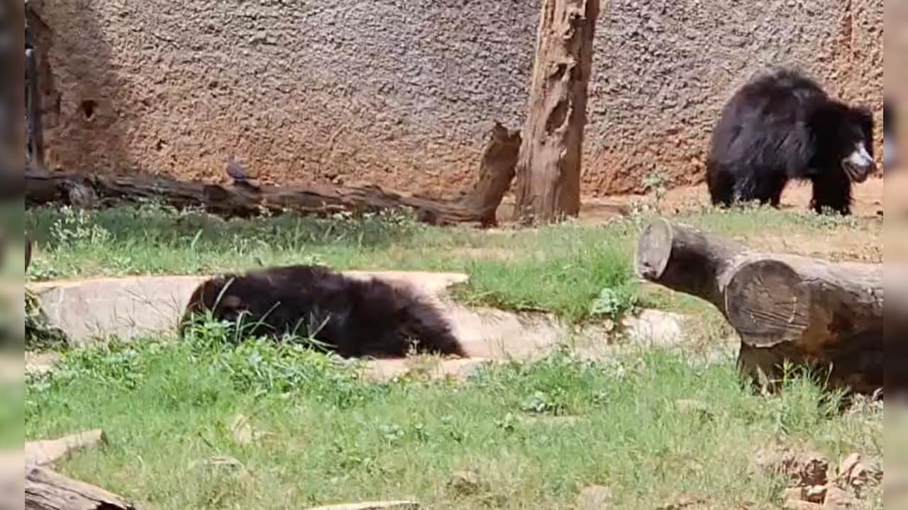 Gwalior Zoo News: ग्वालियर जू अलर्ट पर