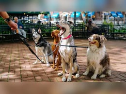 गुरुग्राम में कुत्तों का रजिस्ट्रेशन अनिवार्य, नहीं करवाने वालों पर होगी कार्रवाई, पिटबुल-रॉटविलर के लिए अलग सख्त नियम लागू