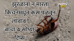 How To Get Rid Of Cockroaches: किचनमधील झुरळांचा बंदोबस्त करायचाय? ट्राय करा 4 सोपे उपाय, मिनिटात पळतील झुरळं