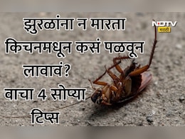 How To Get Rid Of Cockroaches: किचनमधील झुरळांचा बंदोबस्त करायचाय? ट्राय करा 4 सोपे उपाय, मिनिटात पळतील झुरळं