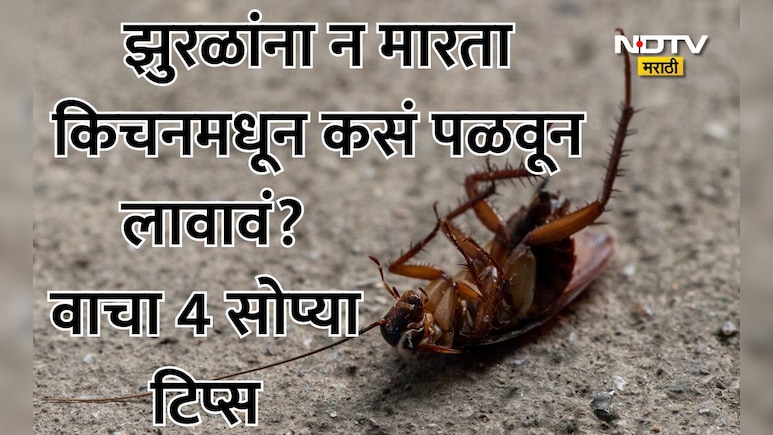 How To Get Rid Of Cockroaches: किचनमधील झुरळांचा बंदोबस्त करायचाय? ट्राय करा 4 सोपे उपाय, मिनिटात पळतील झुरळं
