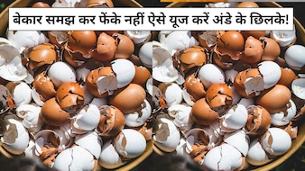 कीड़े-मकौड़ों को दूर भगाने से लेकर सिंक की सफाई और गार्डनिंग तक, जानें अंडे के छिलके के बेहतरीन इस्तेमाल
