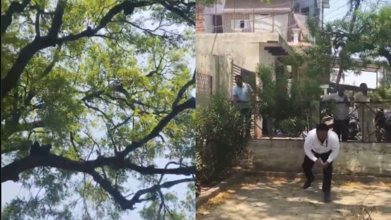 Watch: Monkey Throws Rs 2 Lakh Cash In Air After Snatching Bag At UP Court