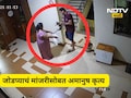 Navi Mumbai News: पहिले कुरवाळलं, नंतर उचललं, मांजराच्या पिल्लाला पिशवीत कोंबलं, जोडप्याने पुढे जे केलं ते...