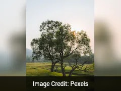 Canadian Town Calls Trees Its 'Ally', Grants Them Rights As Living Beings