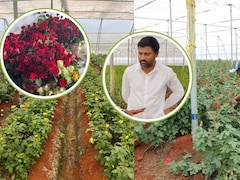 MBA की पढ़ाई कर ठुकराया लाखों का पैकेज, फिर 1 एकड़ में शुरू की गुलाब की खेती; सालाना 20 लाख कमा रहे मोहित