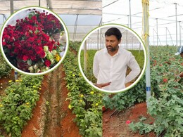 MBA की पढ़ाई कर ठुकराया लाखों का पैकेज, फिर 1 एकड़ में शुरू की गुलाब की खेती; सालाना 20 लाख कमा रहे मोहित