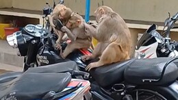 थाने के अंदर से लाखों का सोना उठाकर ले गए बंदर! हैरान कर देगा लखीमपुर खीरी का ये अनोखा मामला