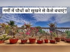 ​झुलसती गर्मी में भी हरे-भरे रहेंगे आपके पौधे, बस आज़माएं ये आसान देसी नुस्खे
