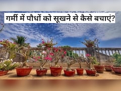 ​झुलसती गर्मी में भी हरे-भरे रहेंगे आपके पौधे, बस आज़माएं ये आसान देसी नुस्खे