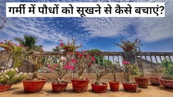 ​झुलसती गर्मी में भी हरे-भरे रहेंगे आपके पौधे, बस आज़माएं ये आसान देसी नुस्खे