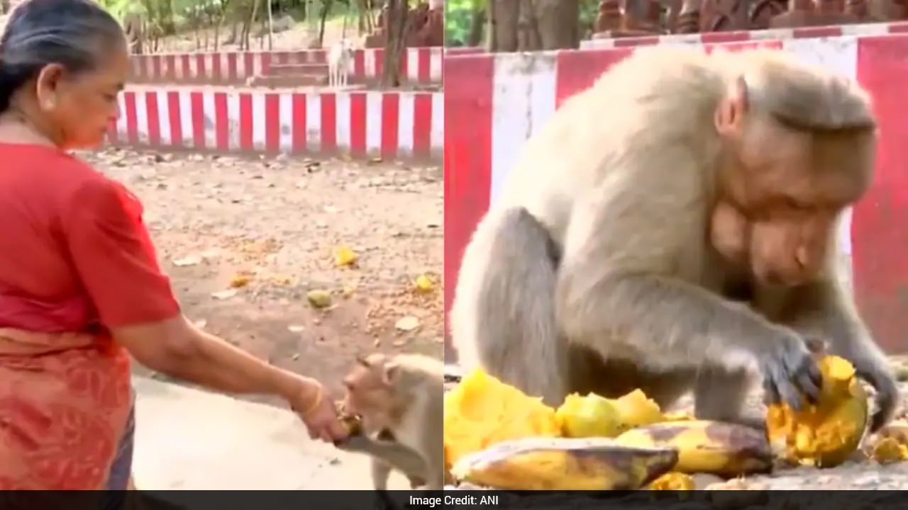 76-Year-Old Indian Woman Uses Pension To Feed Monkeys For Over A Decade