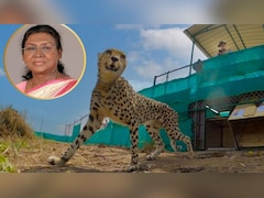अकबर का शिकार, सिंधिया की ज़िद और ₹1 लाख का वो बिल...राष्ट्रपति मुर्मू के आने से पहले जानें कूनो की इनसाइड स्टोरी!