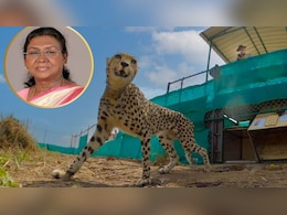 ज&zwj;िस कूनो नेशनल पार्क में आ रहीं राष्ट्रपति मुर्मू, वहां 121 साल पहले सिंधिया ने 1 लाख खर्च कर मंगवाए अफ्रीकी शेर