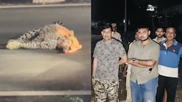 रोड पर घायल पड़ा था लेपर्ड, बचाने गई वन विभाग की टीम तो अचानक कर दिया हमला
