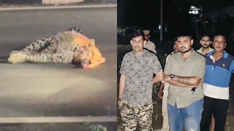 रोड पर घायल पड़ा था लेपर्ड, बचाने गई वन विभाग की टीम तो अचानक कर दिया हमला